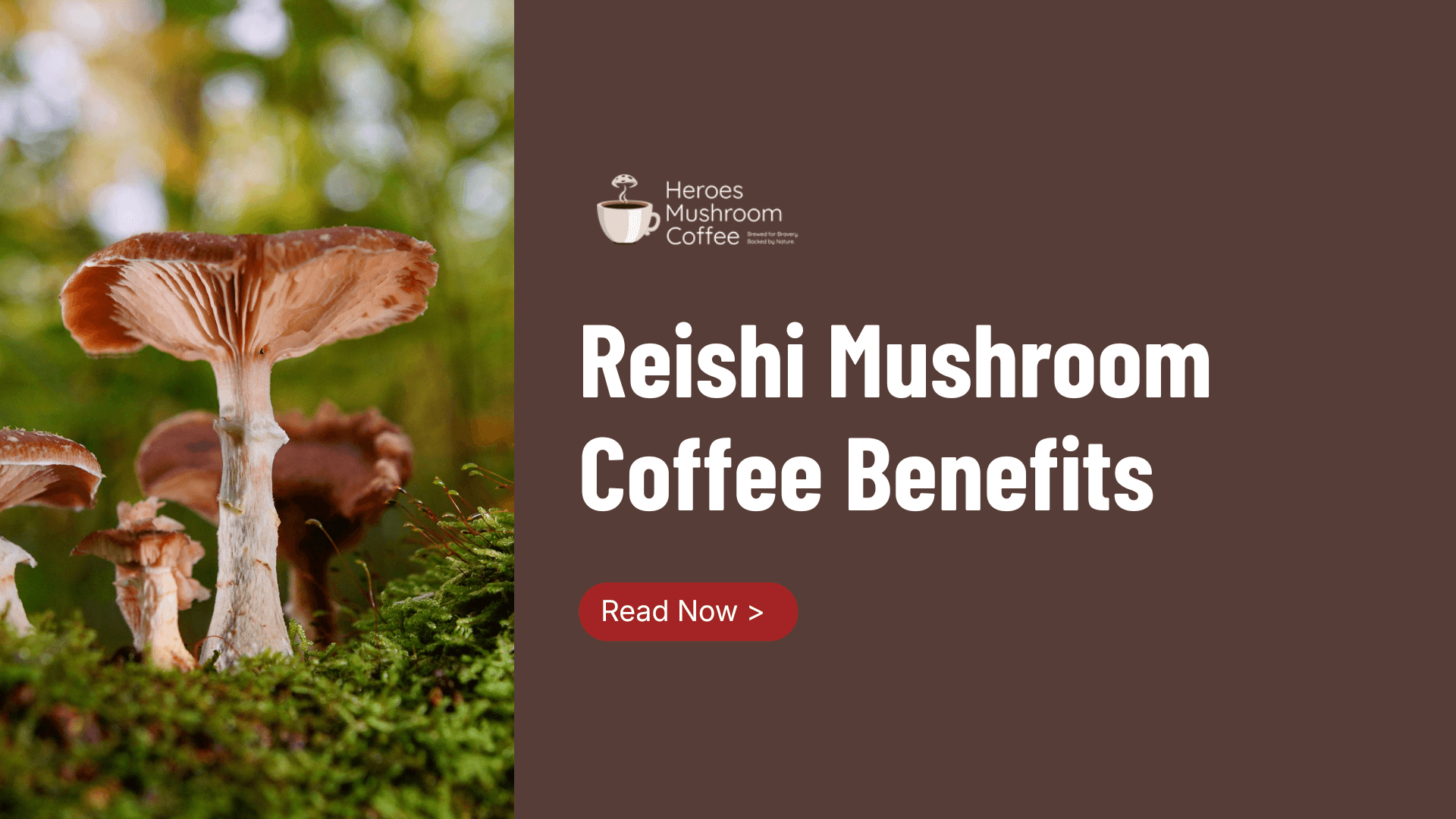 Reishi Mushroom Coffee Benefits: Calm Energy &amp; Stress Relief - Heroes Mushroom Coffee